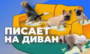 Почему собака писает на кровать или диван — как отучить питомца
