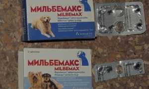 Мильбемакс для собак: инструкция по применению, состав и аналоги