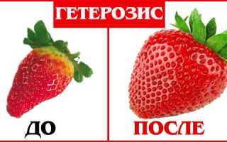 Суть явления гетерозиса, причины и условия появления эффекта