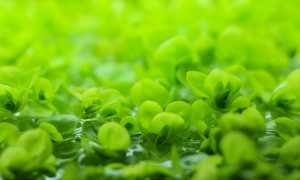 Микрантемум тенистый (Micranthemum umbrosum): описание и характеристики, особенности содержания в аквариуме