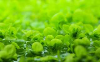 Микрантемум тенистый (Micranthemum umbrosum): описание и характеристики, особенности содержания в аквариуме