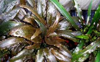 Криптокорина вендта (cryptocoryne wendtii): виды (зеленая, коричневая, браун, тропика), содержание, объем аквариума, температура, подкормка, размножение, дизайн, совместимость