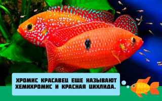 Хромис красавец: содержание, размножение (разведение), с кем уживается (совместимость аквариумной рыбки), мальки