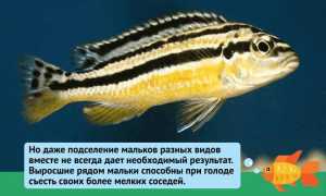 Цихлиды: с кем уживаются в аквариуме, какие другие рыбки подойдут (сомы, скалярии, угри, акары, черные паку)