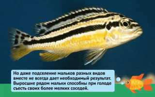 Цихлиды: с кем уживаются в аквариуме, какие другие рыбки подойдут (сомы, скалярии, угри, акары, черные паку)