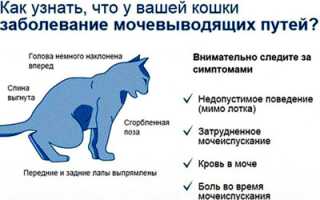 3 причины почему кошка часто ходит в туалет по большому