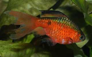 Огненный барбус (barbus conchonius): внешний вид и совместимость, основы содержания и размножение