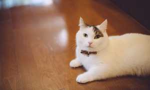 Кошка манчкин  фото, описание породы, характер, уход, цена котёнка.