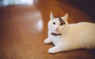 Кошка манчкин  фото, описание породы, характер, уход, цена котёнка.