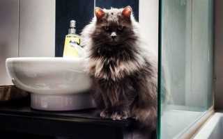 Лучшие шампуни для кошек: виды, цены, отзывы — Муркотэ