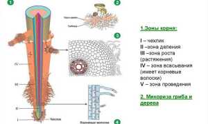 Корень растений: морфология, функции, стержневая и мочковатая корневые системы