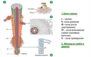 Корень растений: морфология, функции, стержневая и мочковатая корневые системы