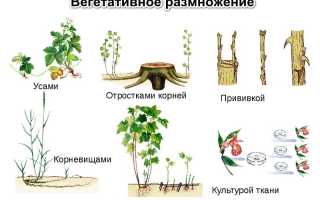 Вегетативное размножение: сущность, природные и искусственные способы, черенкование