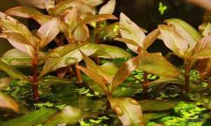 Альтернантера рейнека (alternanthera reineckii): описание растения, содержание и уход за водорослью