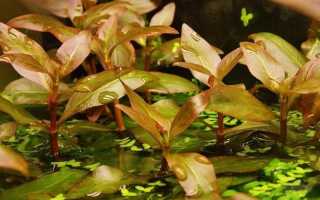 Альтернантера рейнека (alternanthera reineckii): описание растения, содержание и уход за водорослью