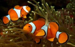 Рыба клоун в аквариуме (amphiprion percula, перкула): где живет, содержание в аквариуме, фото