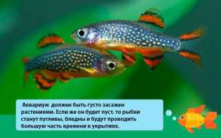 Микрорасбора галактика (расбора, danio margaritatus): содержание, разведение рыбки, совместимость, размножение, фото