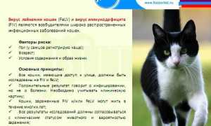 Иммунодефицит у кошек: симптомы, диагностика, лечение, профилактика