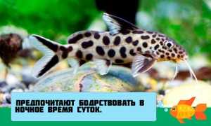 Сом синодонтис (перевертыш): совместимость с другими аквариумными рыбками, содержание, виды, размножение, фото