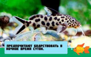 Сом синодонтис (перевертыш): совместимость с другими аквариумными рыбками, содержание, виды, размножение, фото
