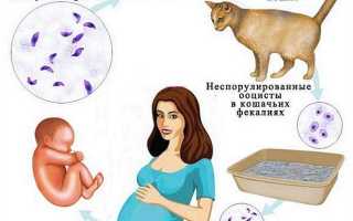 Токсоплазмоз у кошек: чем опасен, симптомы, лечение, профилактика
