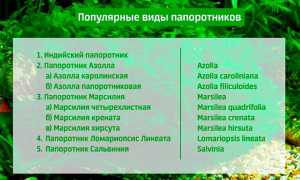 Ломариопсис Линеата, Марсилия, Азолла, Сальвиния — растения папоротники в аквариуме