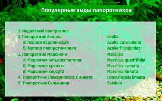 Ломариопсис Линеата, Марсилия, Азолла, Сальвиния — растения папоротники в аквариуме