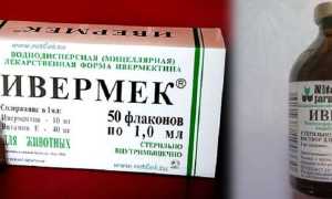 Инструкция по применению препарата ивермек в ветеринарии: для собак и кошек, дозировка