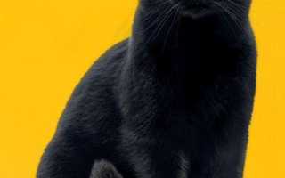 Черные коты – особенности окраса шерсти и цвета глаз, породы, интересные факты, мифы, приметы