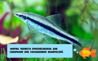 Сиамский водорослеед в аквариуме (сомик sae): содержание, разведение (размножение), путаница с рыбкой летающая лисичка, совместимость, уход, описание, продолжительность жизни, поведение, параметыр воды, грунт, растения, кормление, половые различия, болезни, отзывы, цены
