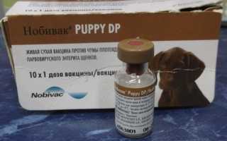 Нобивак паппи: инструкция по применению и схема вакцинации, противопоказания, стоимость и аналоги