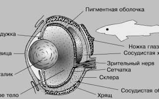 Органы чувств рыб, строение и их функции