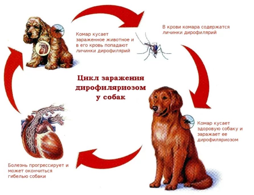 сердечный Дирофиляриоз 