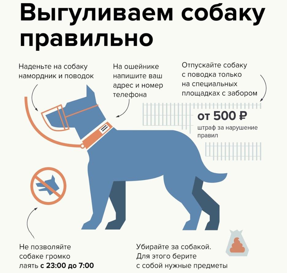 Как правильно выгуливать собаку