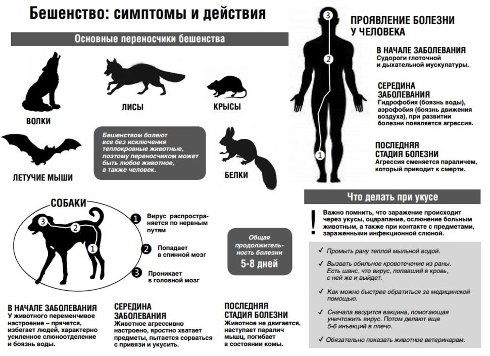 Таблица инкубационного периода бешенства