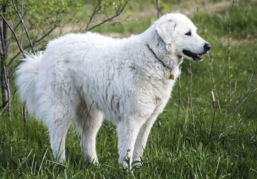 Венгерский Кувас