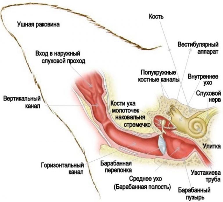 Ухо собаки