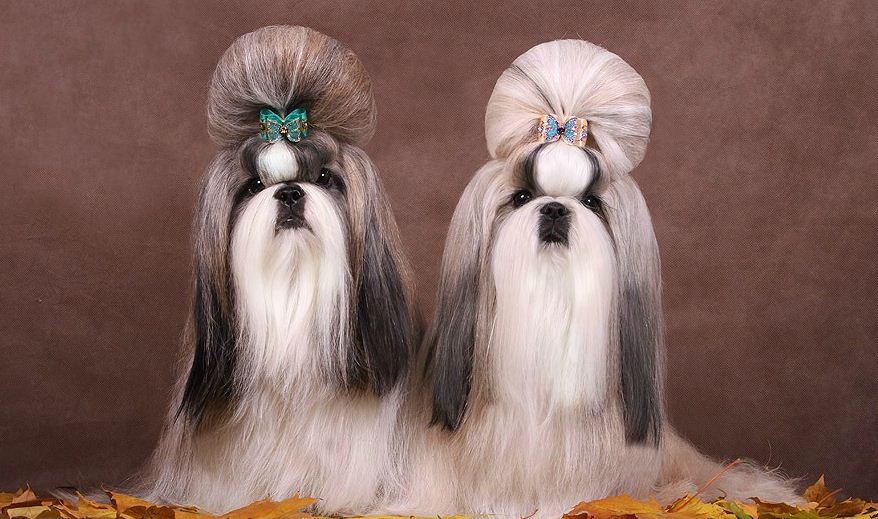 собака хризантема фото