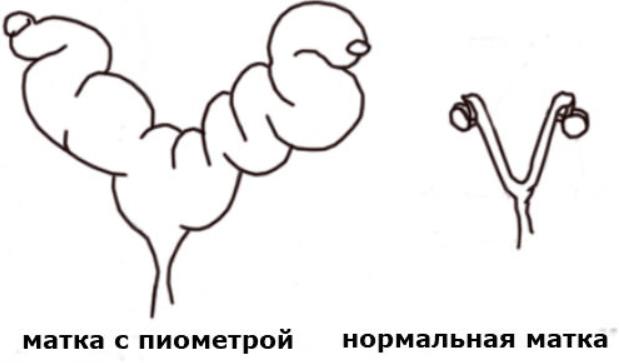 пиометра что это