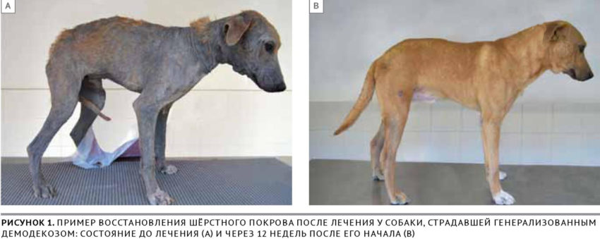 профилактика демокедоза