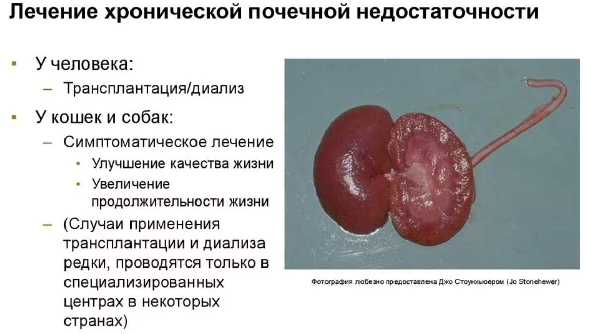 Болезнь почек у собак