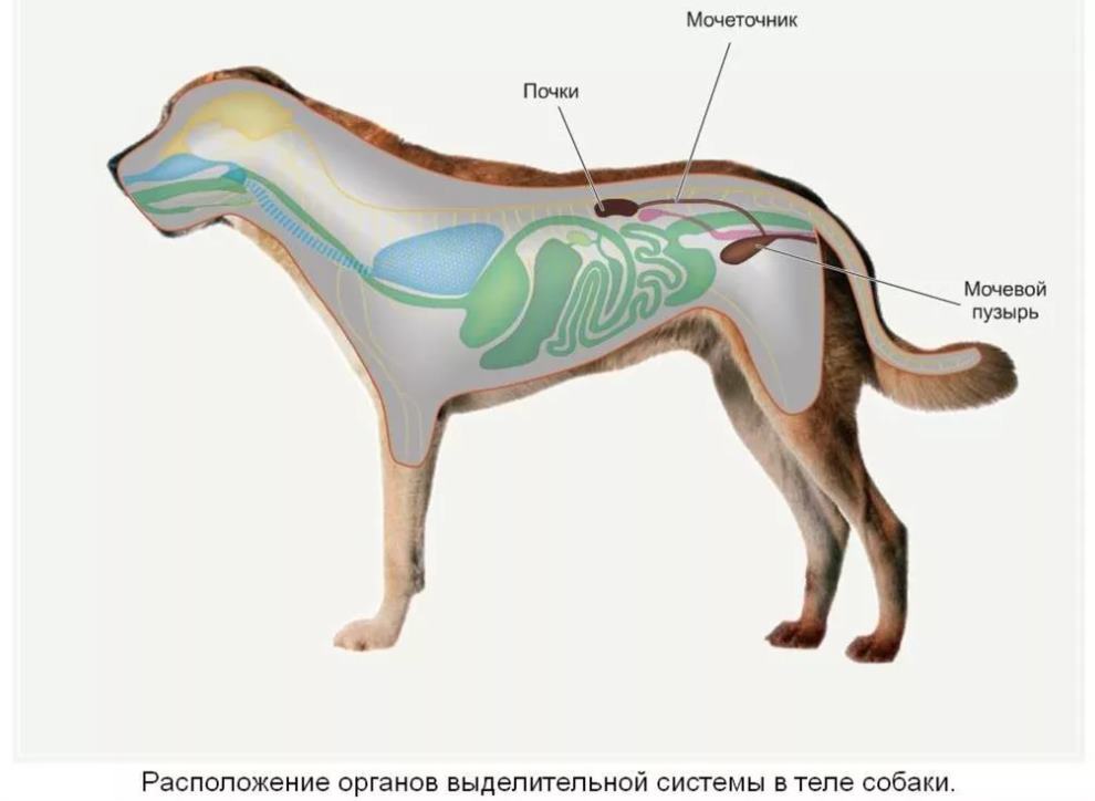 где у собаки почки