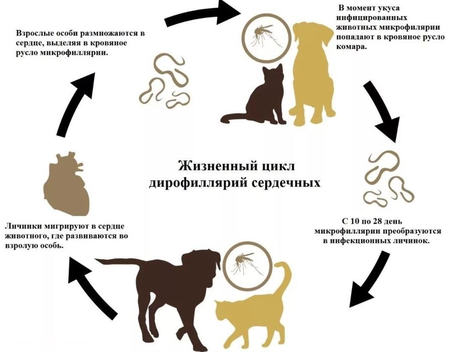 Дирофиляриоз пути заражения