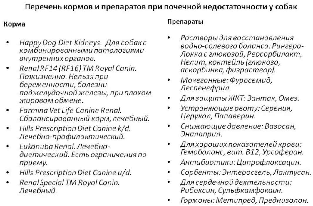 Чем кормить и лечить собаку при почечной недостатточности