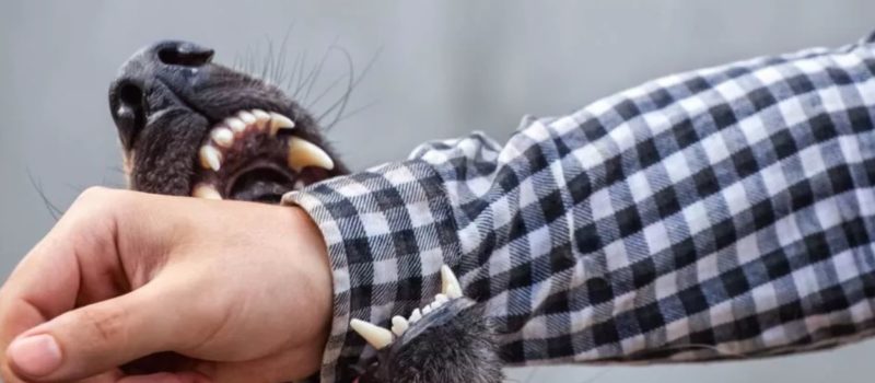 что делать если собака кусается