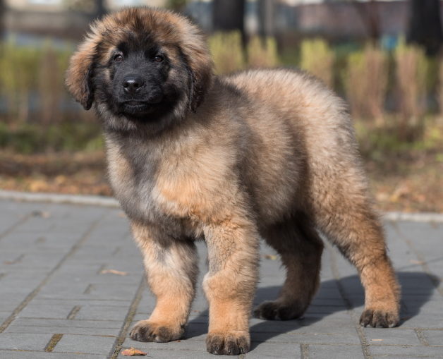 Леонбергер