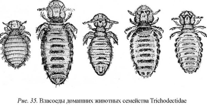 триходектоз