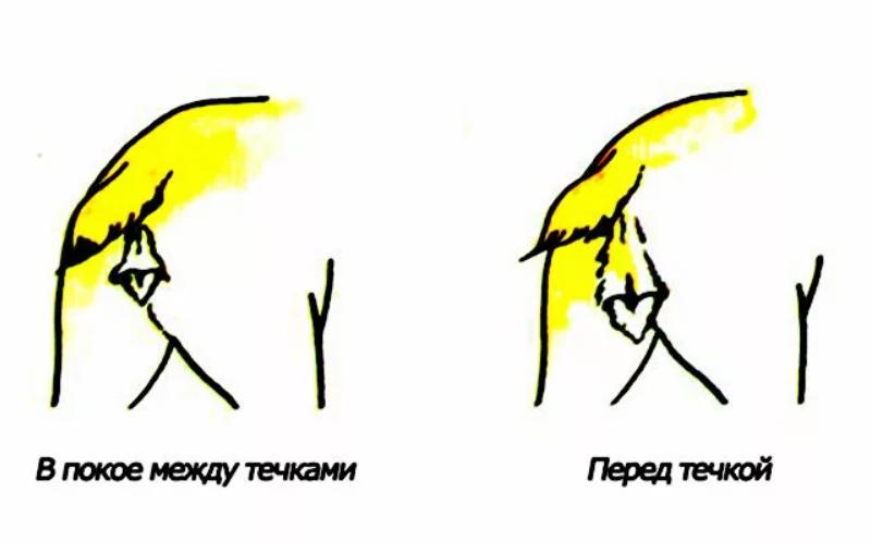 признаки наступления течки
