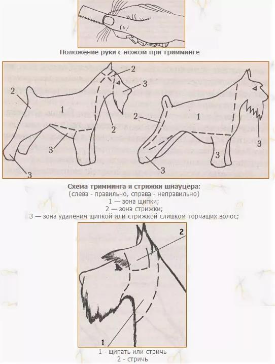 Схема стрижки ризеншнауцера