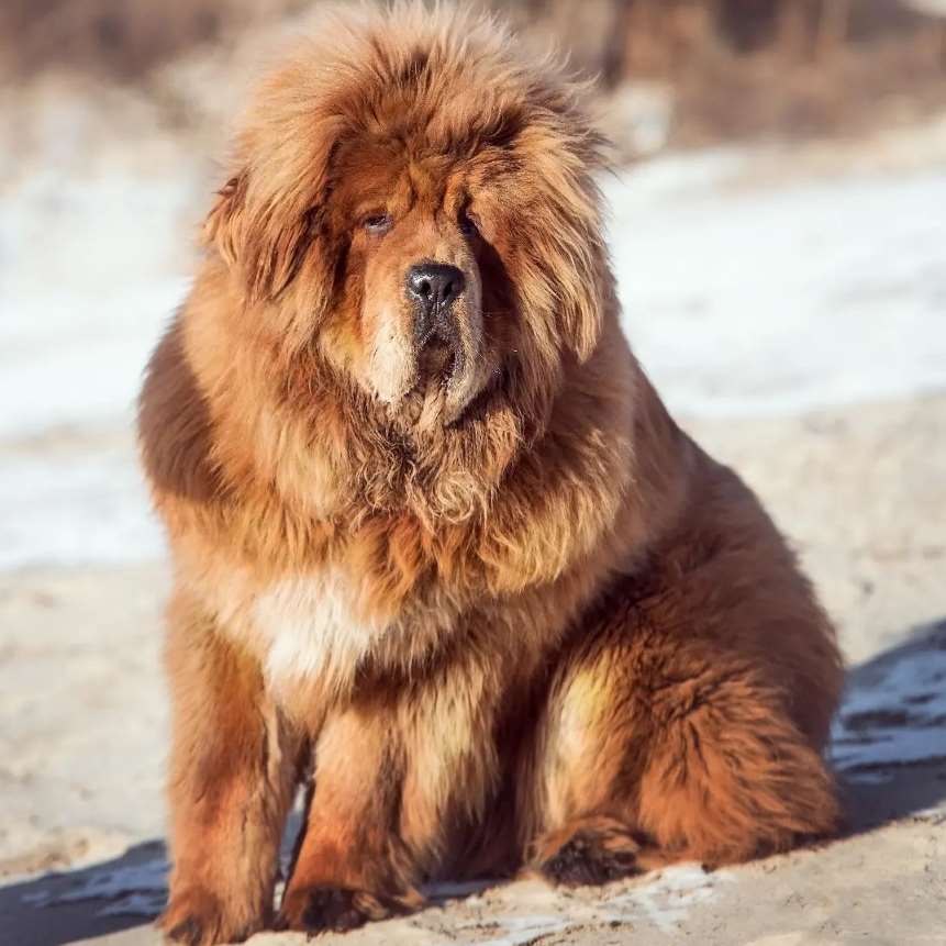 на фото тибетский мастиф